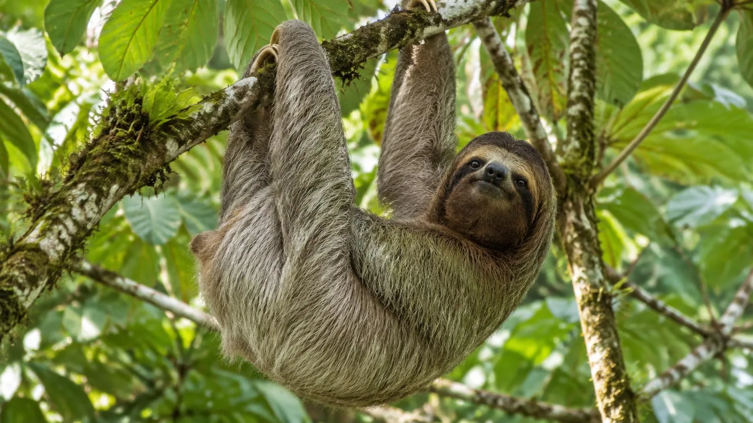 Costa Rica Wildlife Guide: Where to See Sloths, Toucans & Monkeys