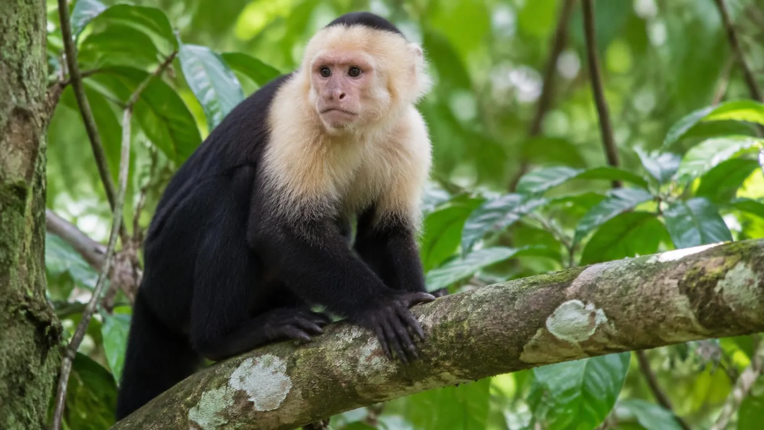 White-faced capuchin monkey in the rainforest canopy, Costa Rica